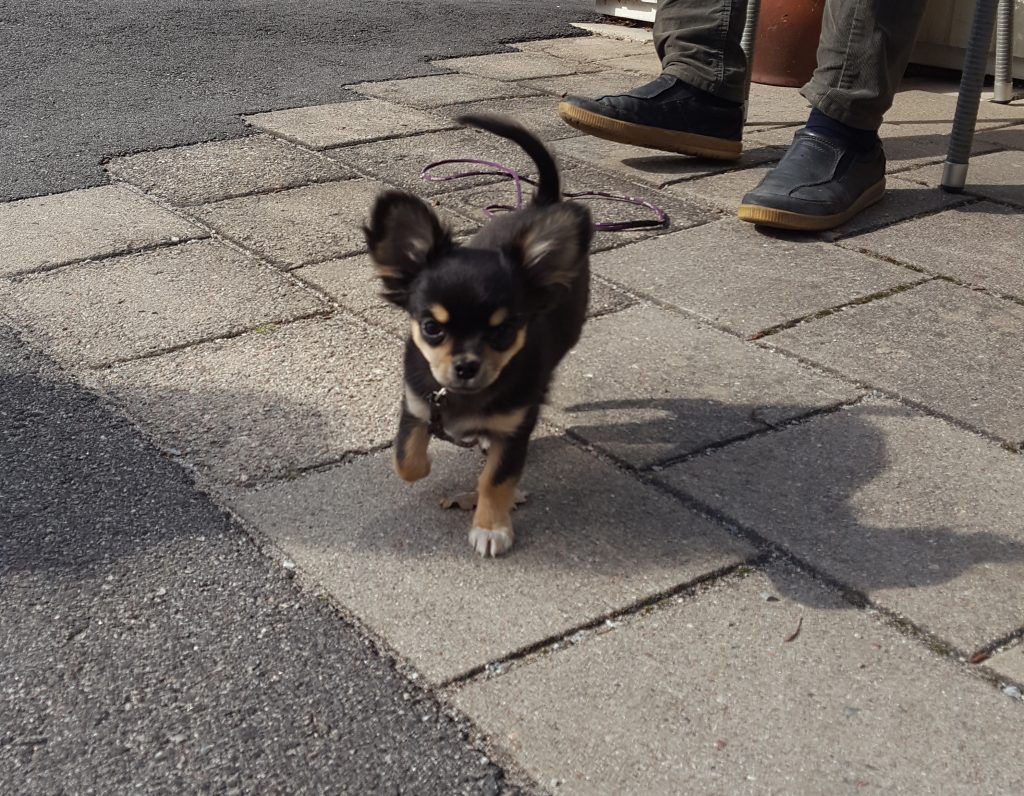 städa träna baka gå